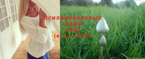 прущие грибы Михайловск